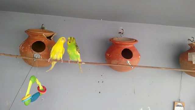 Птицы около гнездовых домиков