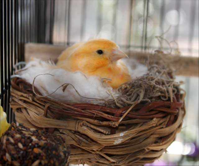 Удобное гнездо для высиживания яиц