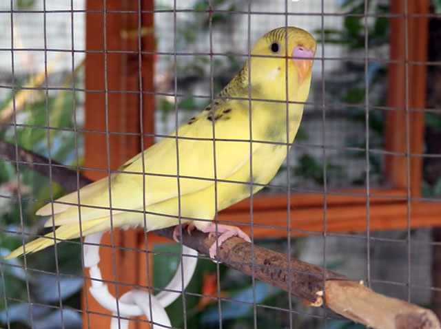 Желтый попугай в вольере
