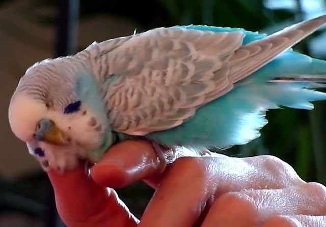 Голубой попугайчик