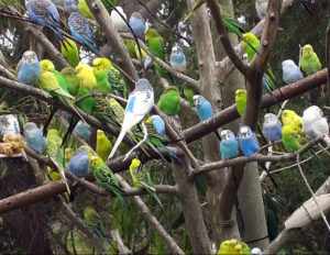 Разноцветные попугаи первичной мутации