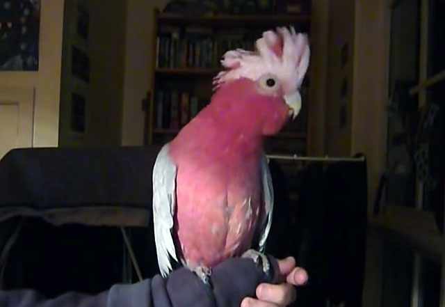 Симпатичный розовый попугай 
