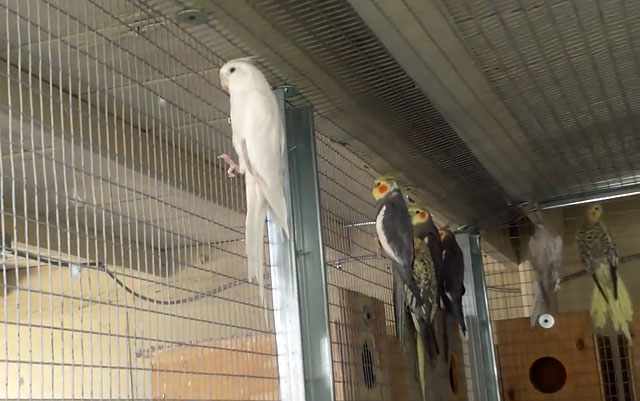 Попугайчики сидят на решетке