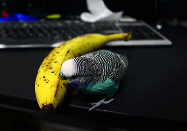 Попугай заинтересовался бананом