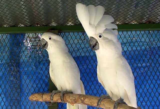 Влюбленная парочка попугаев