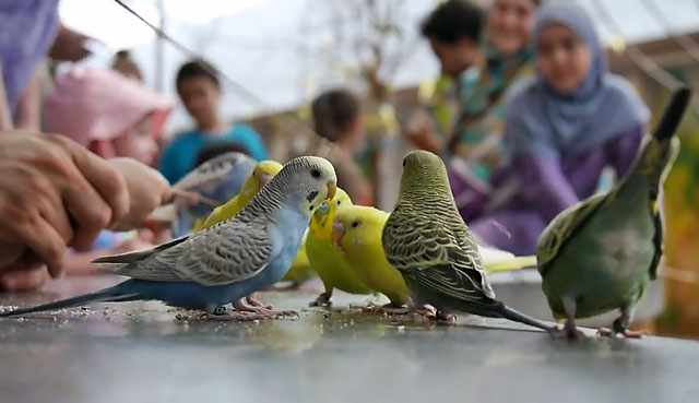 Общение птиц и людей