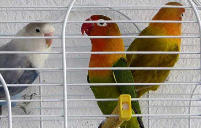 Лучше не сажать в одну клетку больше двух попугаев