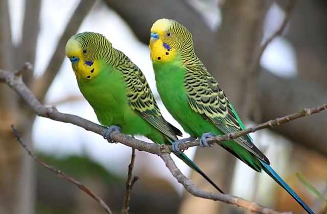 Два зеленых попугая на ветке