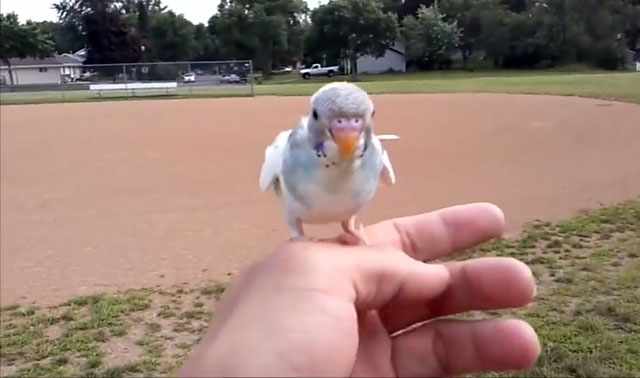 Попугая можно обучить танцам