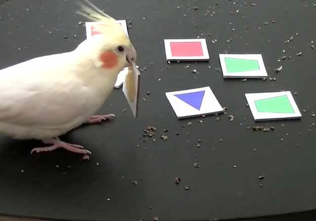 Попугаи способны решить головоломку