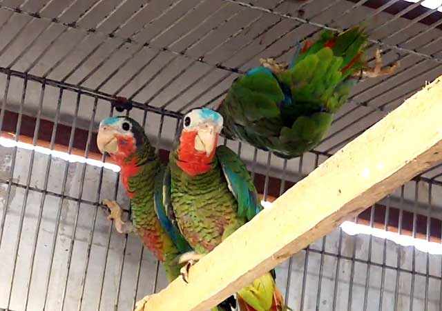 Эти птицы живут в центральной части Кубы