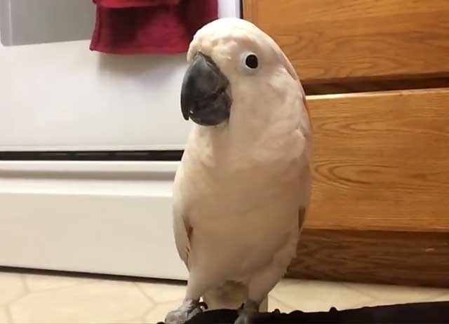 Какаду - способный попугай 