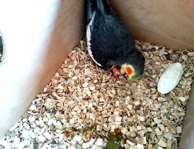 Попугай кормит птенца