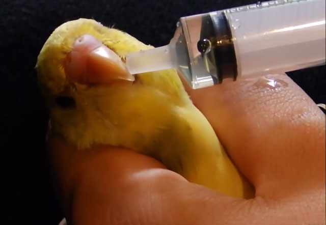 Птица принимает лекарство