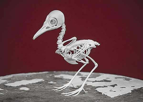 Макет птичьего скелета