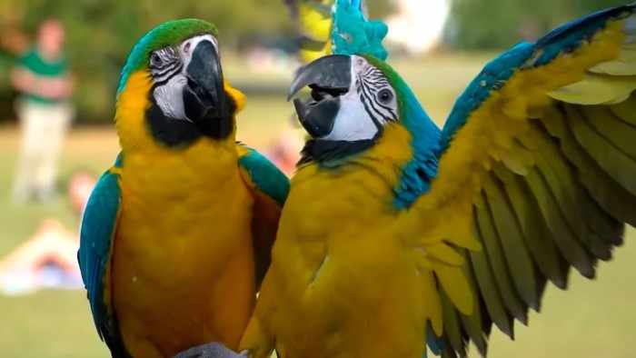 Как попугаи удивляют поведением и разговорами