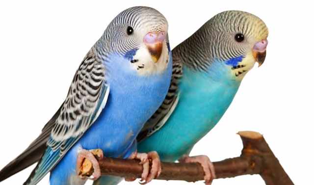 Голубые попугайчики на ветке