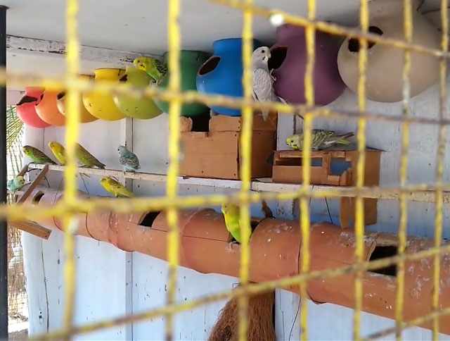 Существуют различные виды домиков для волнистых попугаев