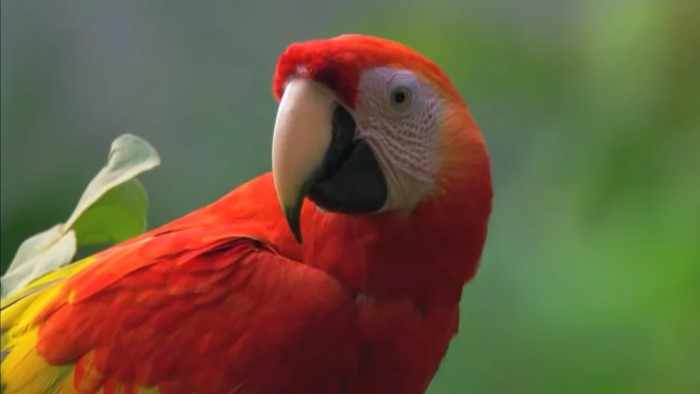 Разноцветный попугай развлекает посетителей парка