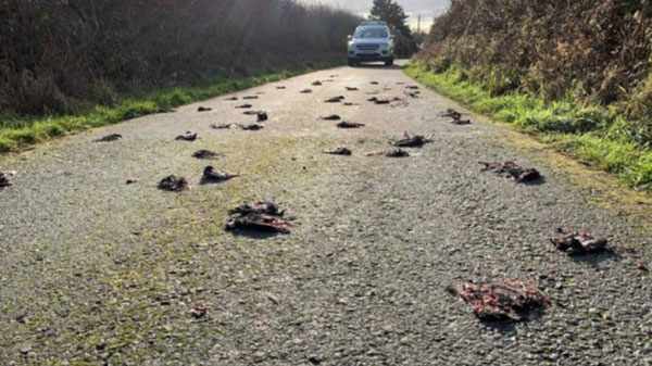 По непонятной причине в Уэльсе погибли сотни птиц