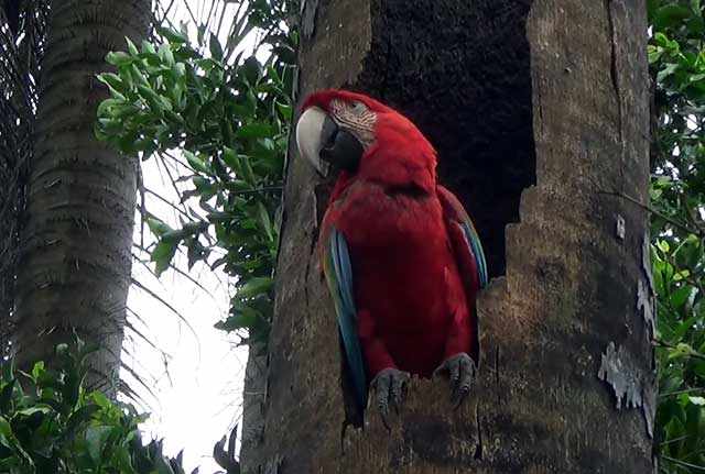 Эти попугаи обитают в Центральной Америке