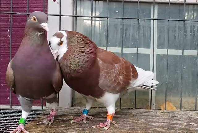 Одних голубей держат на мясо, других - в качестве питомцев