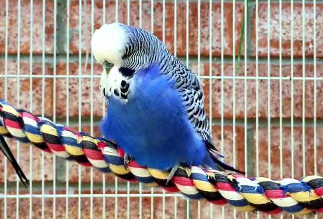 Сонливый синий попугайчик