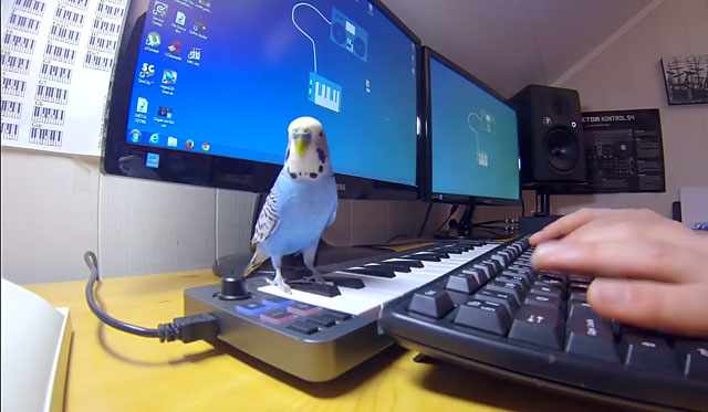 Попугайчик слушает музыку