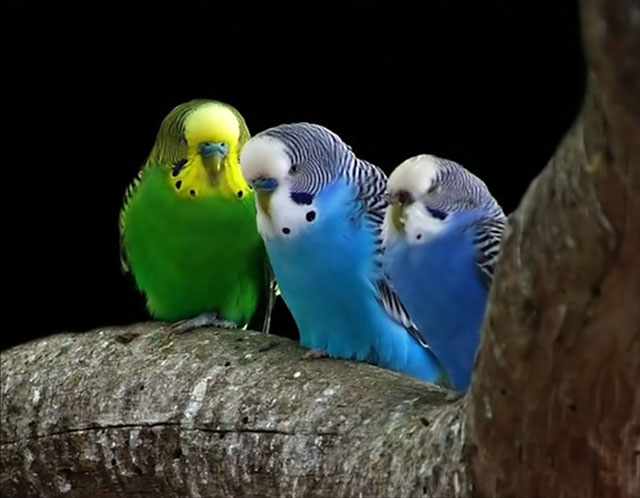 Три здоровых попугайчика