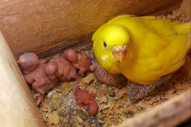 Птенцы попугая рождаются голыми