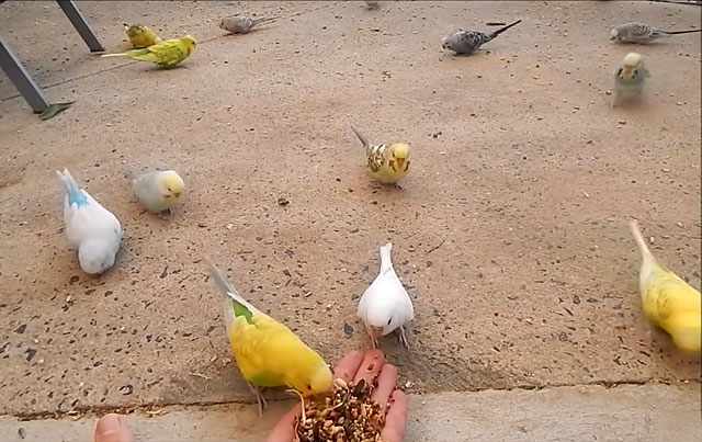 Во время гнездования попугаи должны хорошо питаться
