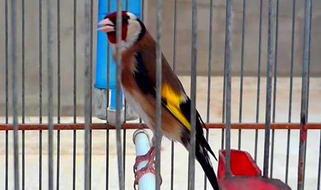 Щегол - красивая разноцветная птичка