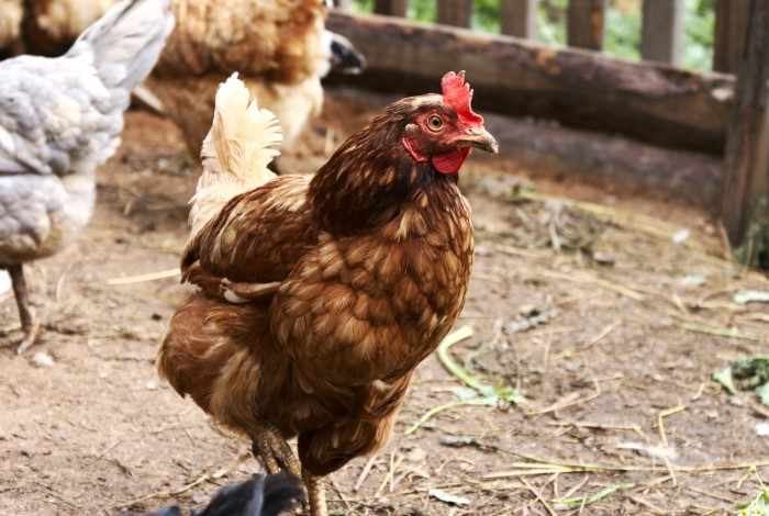 Ломан браун – одни из самых яйценоских кур