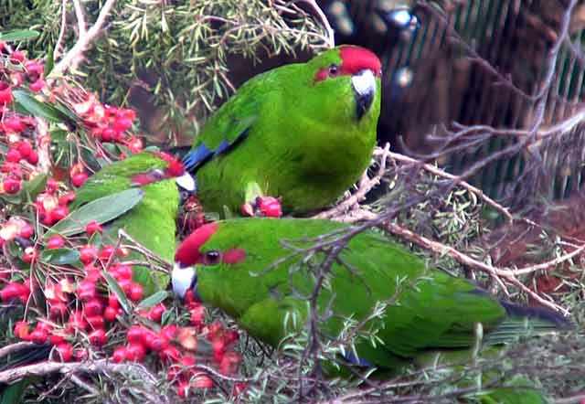 Птицы на плодовом дереве