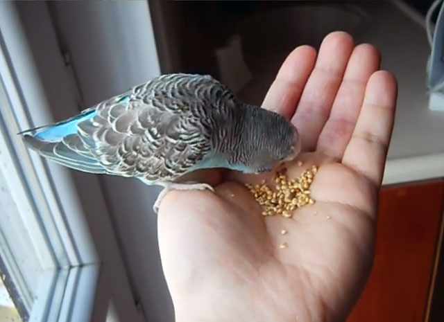 Птица ест с руки хозяина