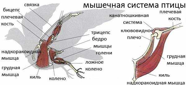 Особенности расположения строения и работы мышц птиц. Мышечная система птиц строение. Мышечное строение птицы. Строение мускулатуры птиц. Скелетные мышцы птицы.