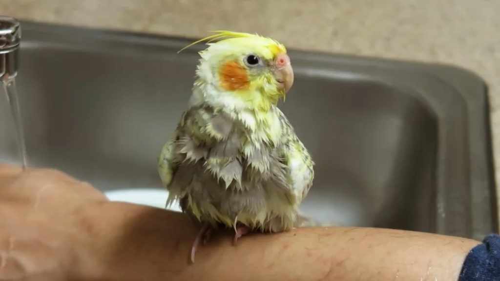 Мой попугайчик любит принимать ванну с пеной