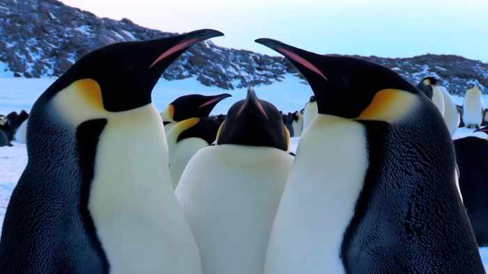Пингвины – рецидивисты