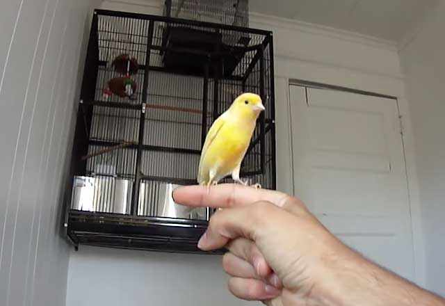 Ручная птица с удовольствием сидит на руке