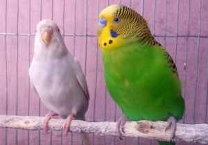 У маленьких попугайчиков фиолетовая или лиловая восковица