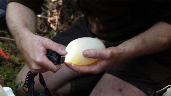 Овоскопирование яйца