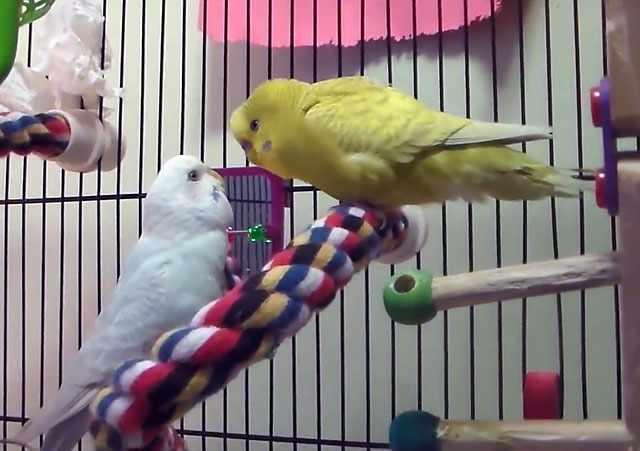 Два попугайчика в клетке