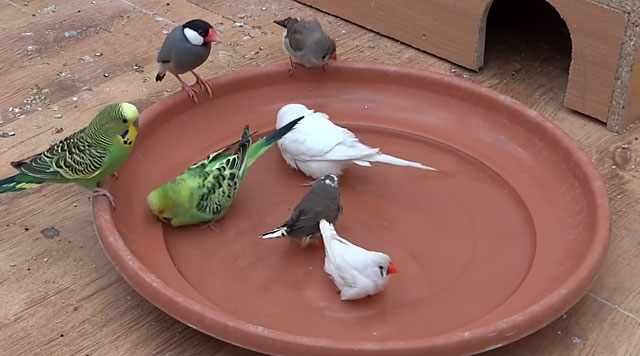 Птички кушают вместе