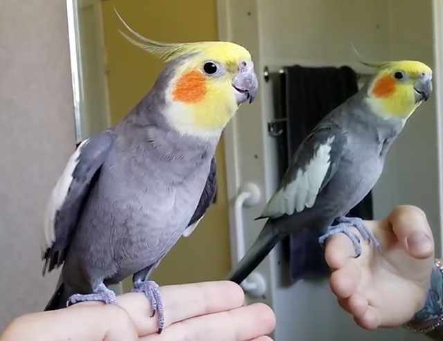 Зеркало может стать отличным развлечением для птицы
