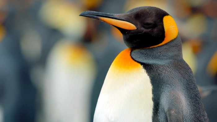 Почему пингвины Антарктиды почти в 20 раз крупнее экваториальных