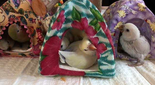Уютные палатки для птенцов
