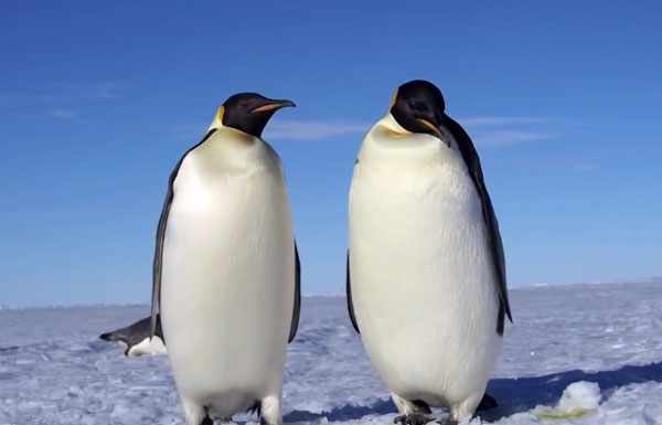 Пингвины запоминают голоса друг друга