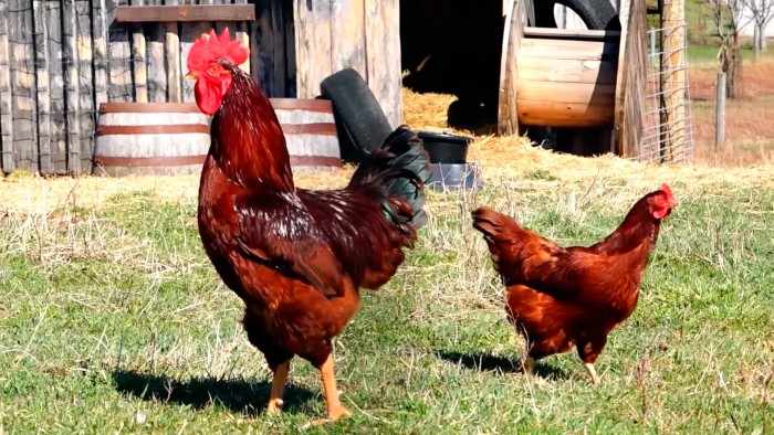 Мясо-яичные породы кур – золотая середина в домашнем птицеводстве