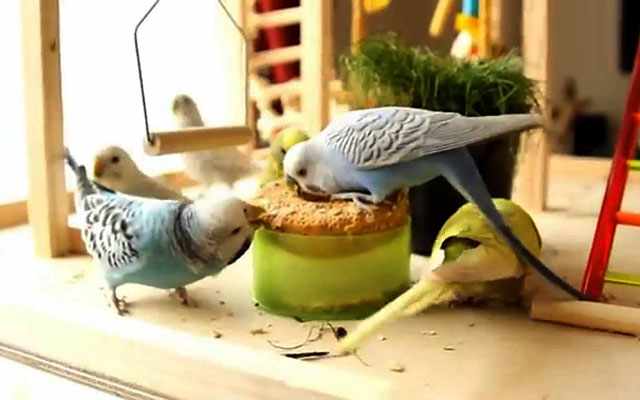 Птицам дают сладкое очень редко