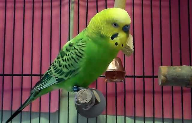 Зеленый попугайчик на жердочке